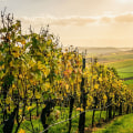 Navigating the Competitive Wine Industry in Central California: An Expert's Perspective