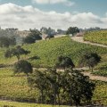 The Economic Impact of Wine Industries in Central California: An Expert's Perspective