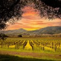 The Growing Wine Industry in Central California