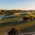 The Thriving Wine Industry in Central California