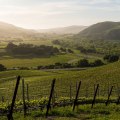 The Challenges and Triumphs of Wineries in Central California