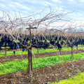 The Impact of International Trade on the Wine Industry in Central California: An Expert's Perspective