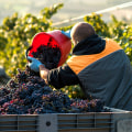 The Impact of Cooperatives and Associations on the Growth of the Wine Industry in Central California