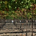 The Sustainable Evolution of Wine Production in Central California