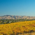 How Central California Wineries Balance Openness and Security