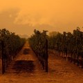The Changing Landscape of Wine Production in Central California