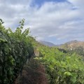 The Top Grape Varieties in Central California's Thriving Wine Industry