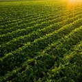 The Essential Role of Winemakers in Central California's Wine Industry