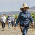 Navigating Labor and Employment Issues in Central California's Wine Industry: An Expert's Perspective
