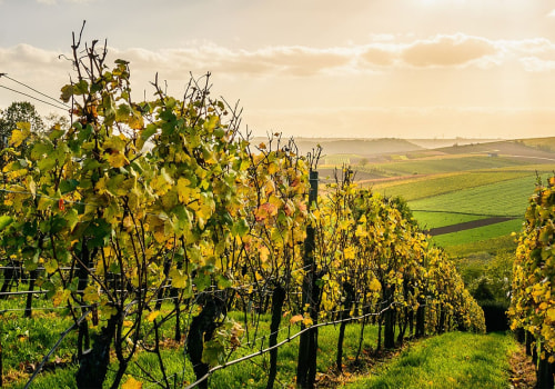 Navigating the Competitive Wine Industry in Central California: An Expert's Perspective
