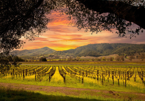 The Growing Wine Industry in Central California