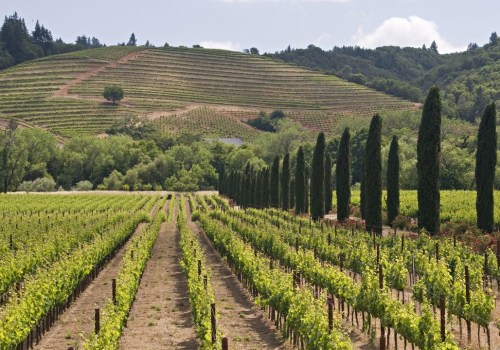 The Ever-Evolving Wine Industry in Central California: A Look at Current Trends