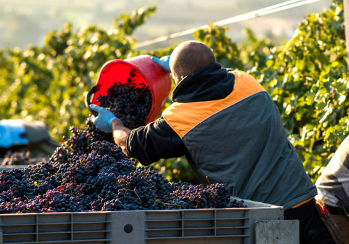 The Impact of Cooperatives and Associations on the Growth of the Wine Industry in Central California