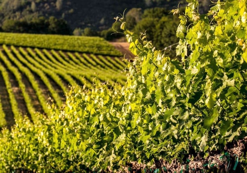 Sustainable Practices in Central California's Wine Industry: An Expert's Perspective