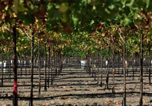 The Sustainable Evolution of Wine Production in Central California