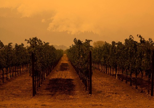 The Changing Landscape of Wine Production in Central California
