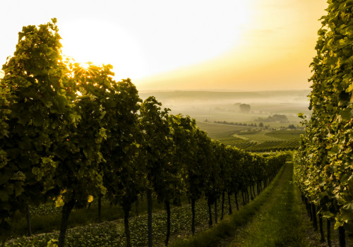 The Influence of Terroir on the Wine Industry in Central California