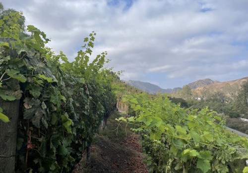 The Top Grape Varieties in Central California's Thriving Wine Industry
