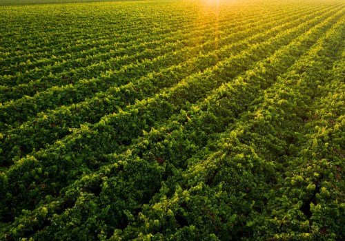 The Essential Role of Winemakers in Central California's Wine Industry